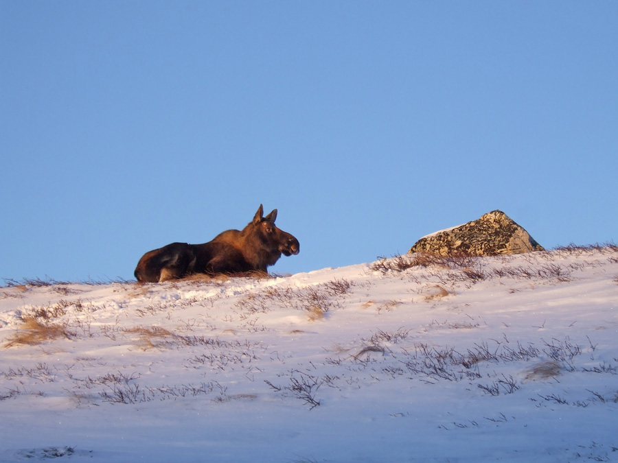 photo "Спокойствие" tags: nature, travel, North America, wild animals