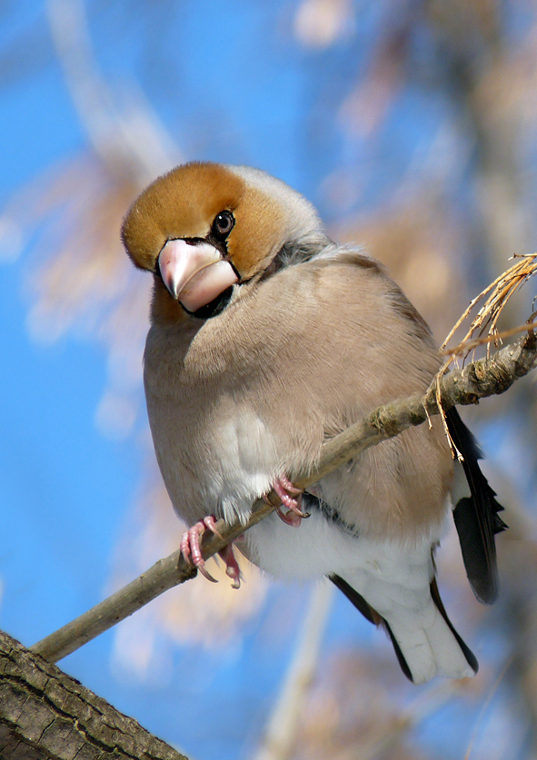 photo "***" tags: nature, wild animals