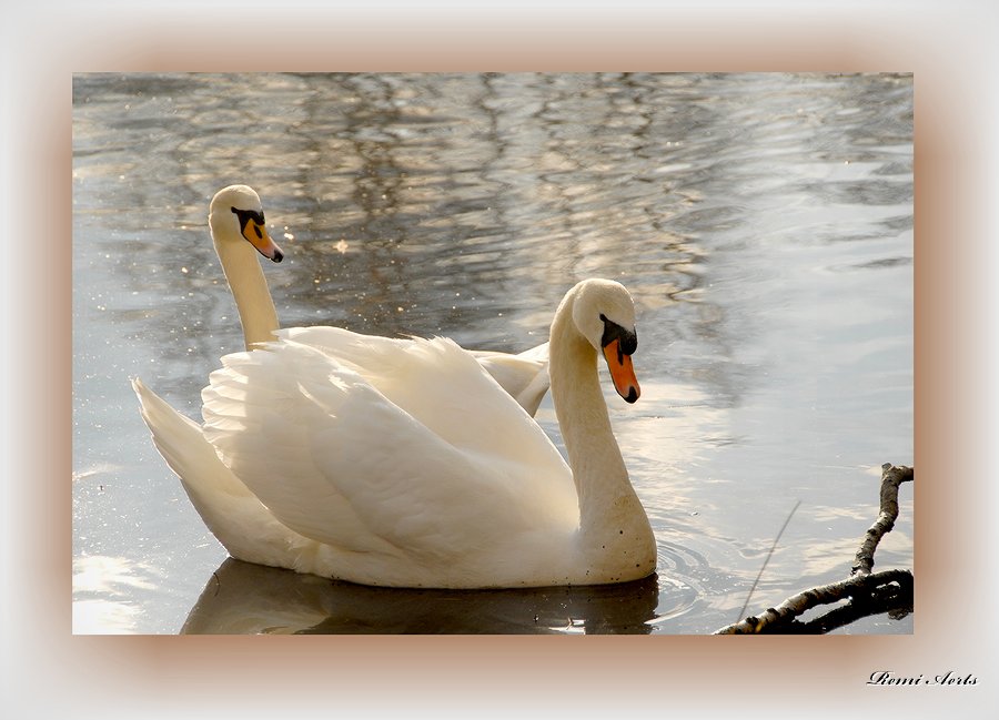 photo "***" tags: landscape, nature, water, wild animals