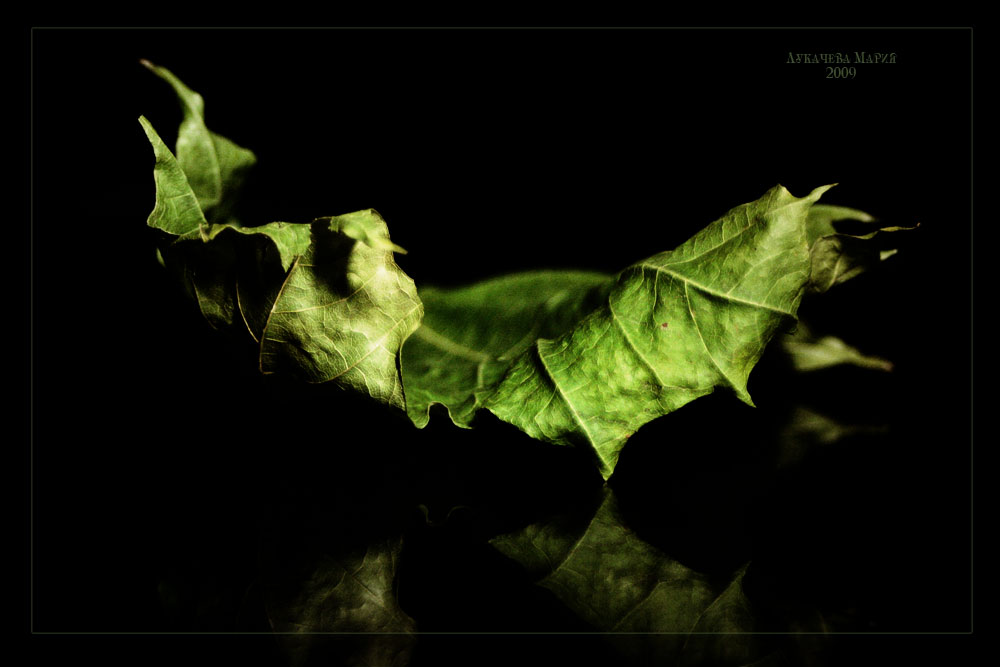 photo "***" tags: macro and close-up, 