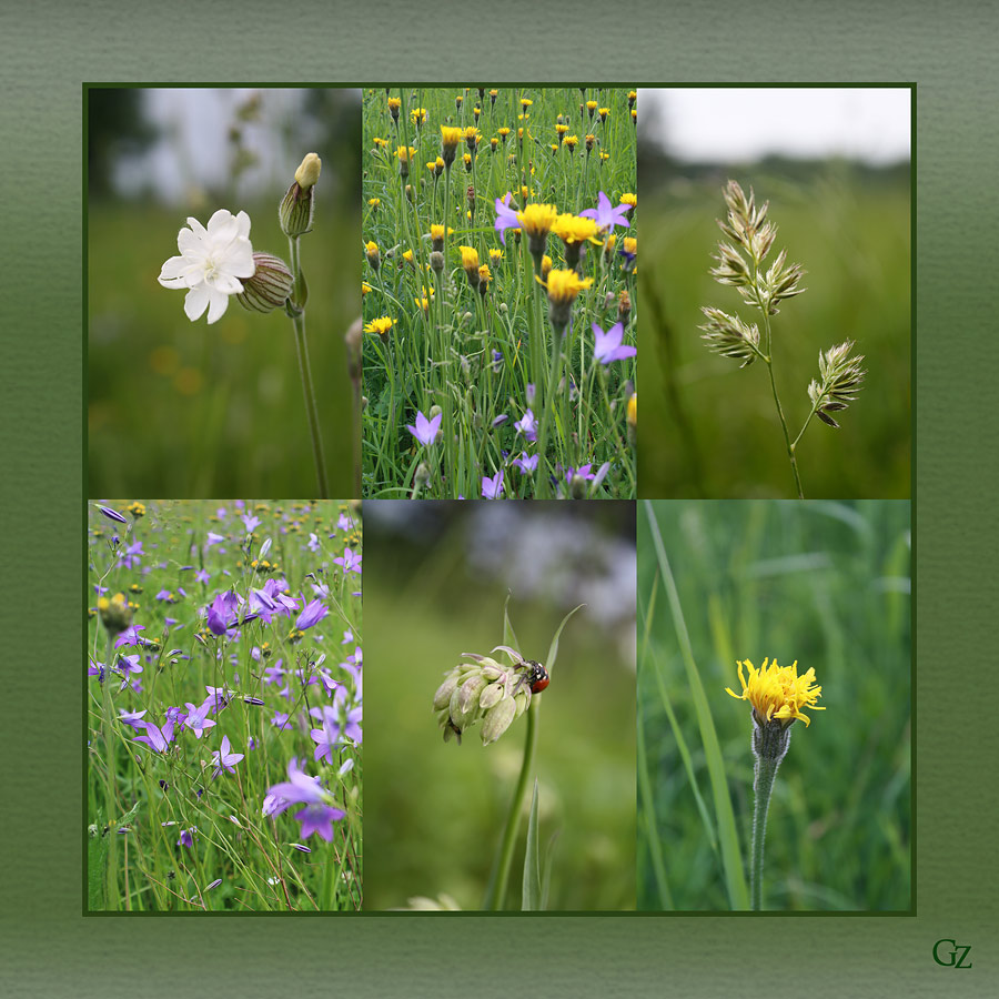 photo "Collage "Summer rug"" tags: landscape, nature, flowers, summer
