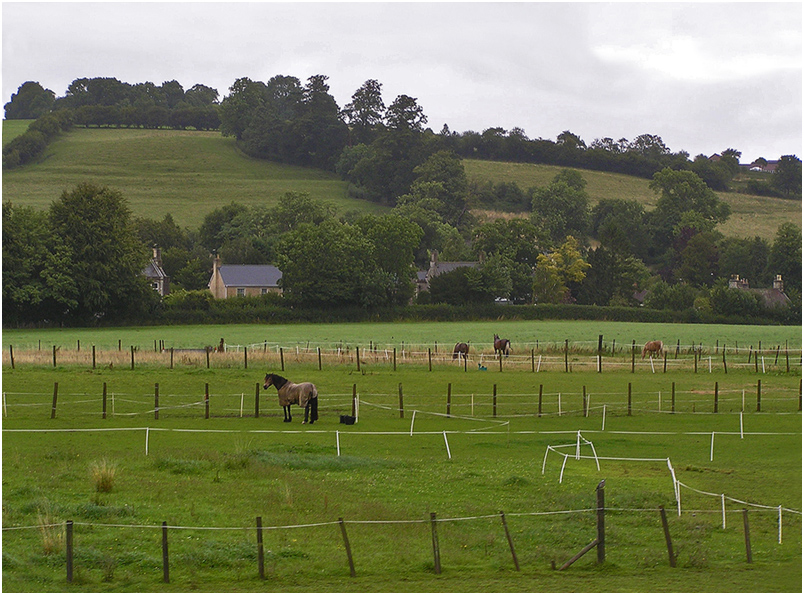 photo "Horse in a coat." tags: landscape, nature, pets/farm animals, лошади