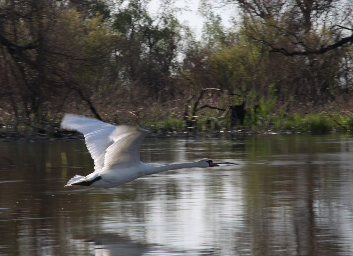 photo "***" tags: nature, 