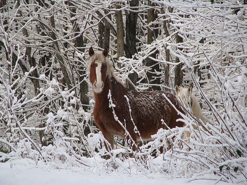 photo "***" tags: nature, pets/farm animals