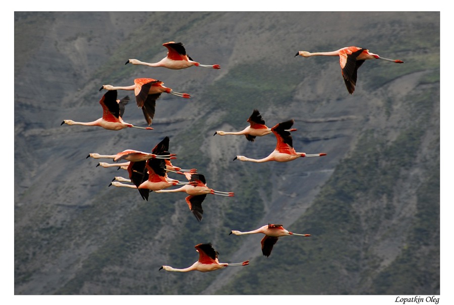 photo "Flamingo" tags: nature, travel, South America, wild animals