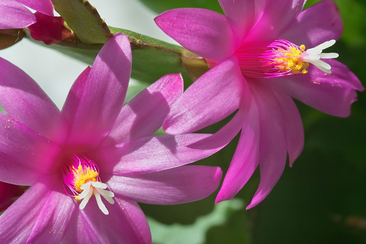 photo "***" tags: nature, flowers