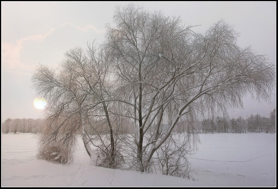 фото "Ива на закате" метки: пейзаж, закат, зима