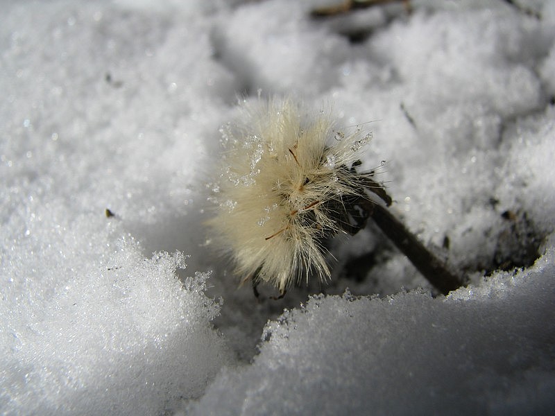 photo "***" tags: nature, macro and close-up, 