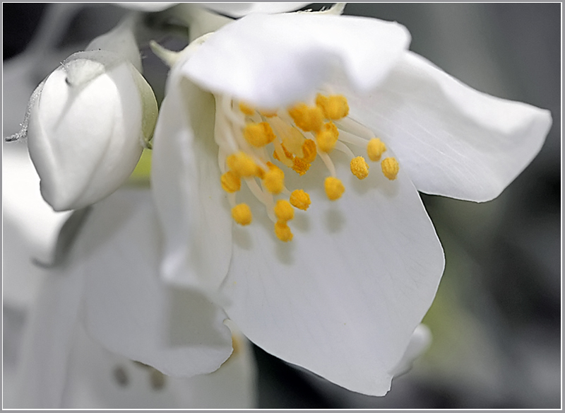 photo "Jasmin and its child" tags: nature, flowers