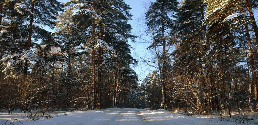 photo "***" tags: landscape, forest, winter