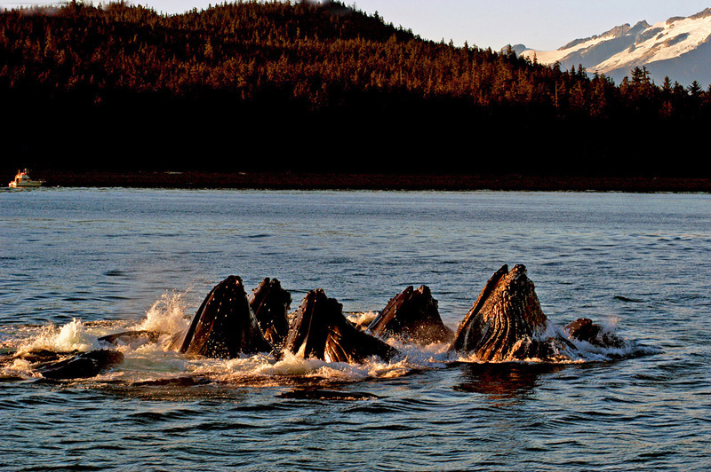 photo "Humpback Whales" tags: travel, North America