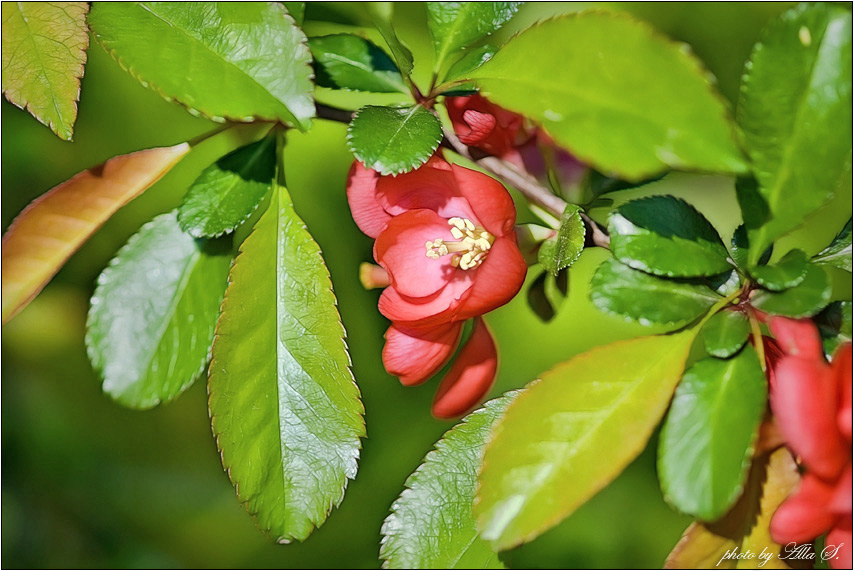 photo "***" tags: landscape, nature, flowers, spring