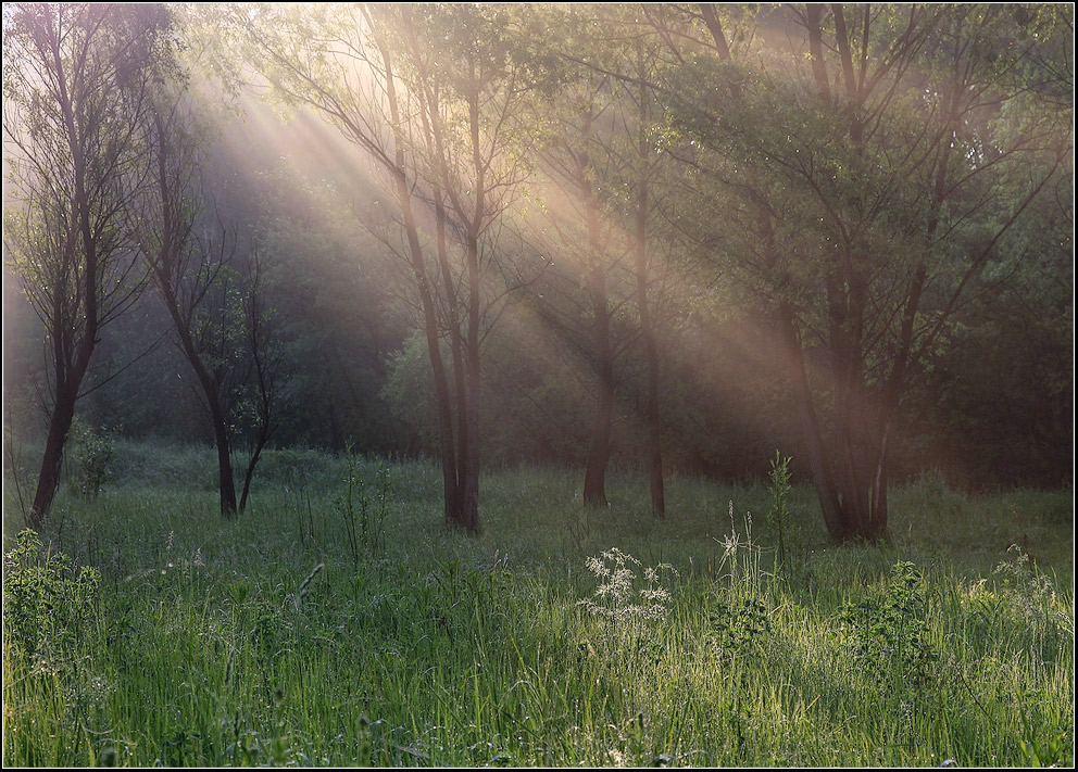 photo "Morning in the dew" tags: landscape, forest, summer