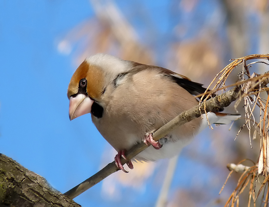 photo "***" tags: nature, wild animals