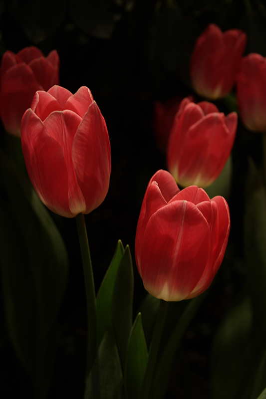 фото "tulips" метки: природа, цветы