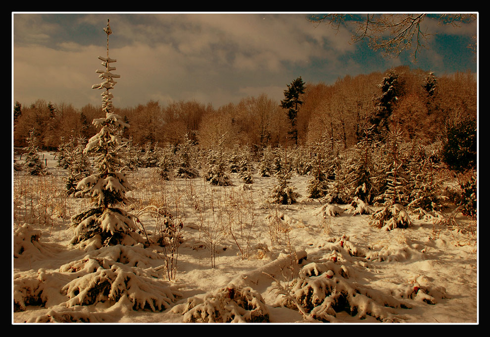 photo "Winter" tags: landscape, winter