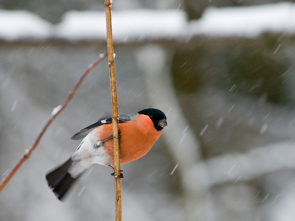 photo "***" tags: nature, wild animals