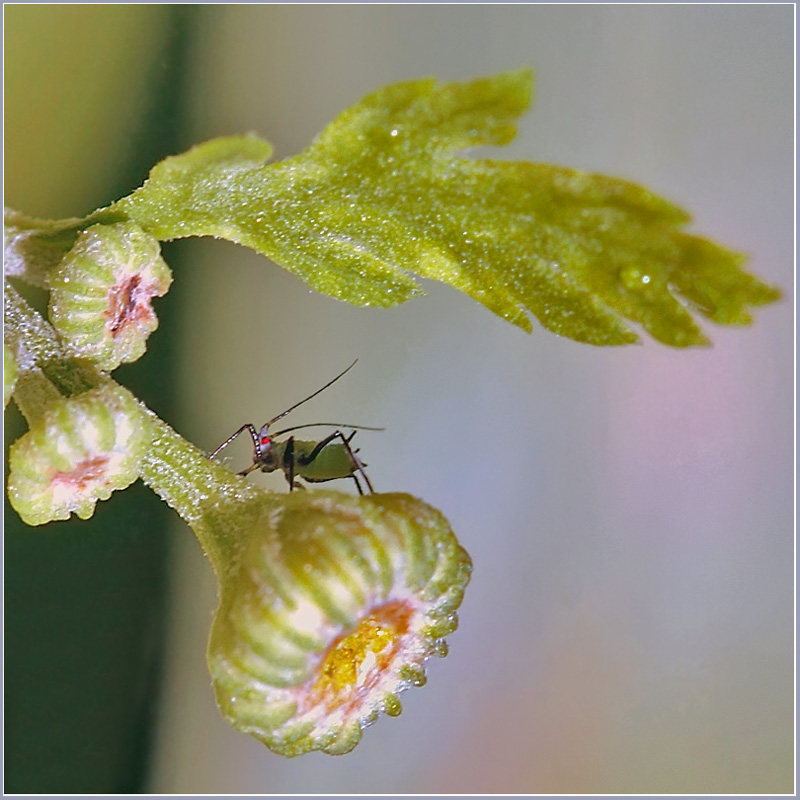 photo "Burenushka an ant" tags: nature, macro and close-up, insect