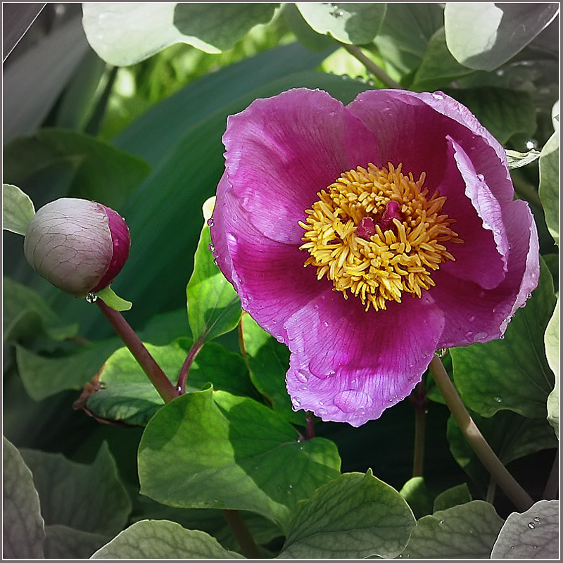 photo "Treelike Peony about its daughter" tags: nature, 