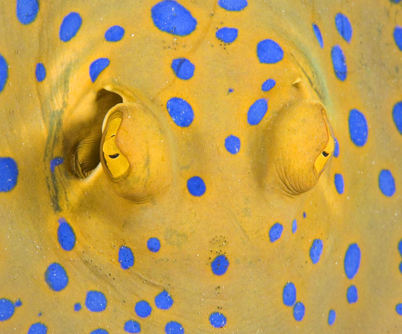 фото "Blue-spotted lagoon ray" метки: подводные, 