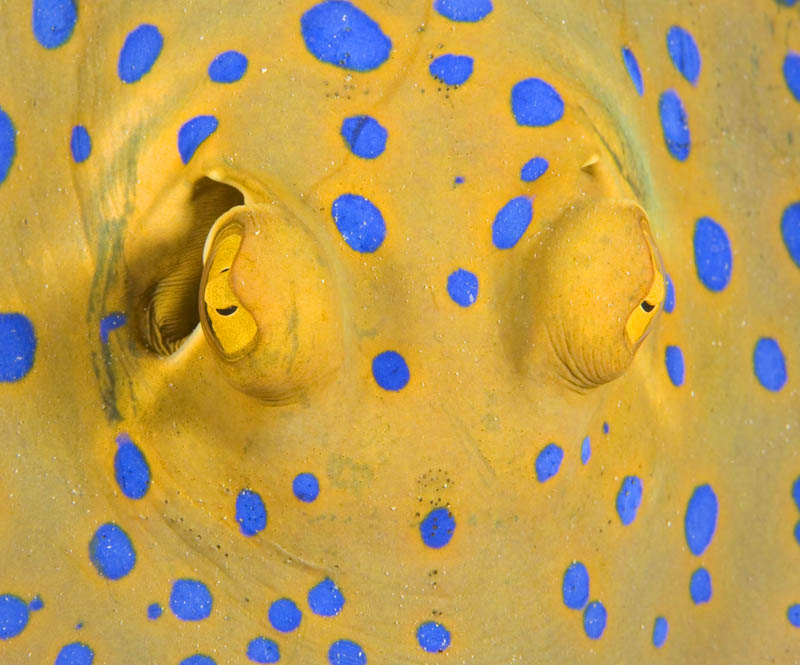 photo "Blue-spotted lagoon ray" tags: underwater, 