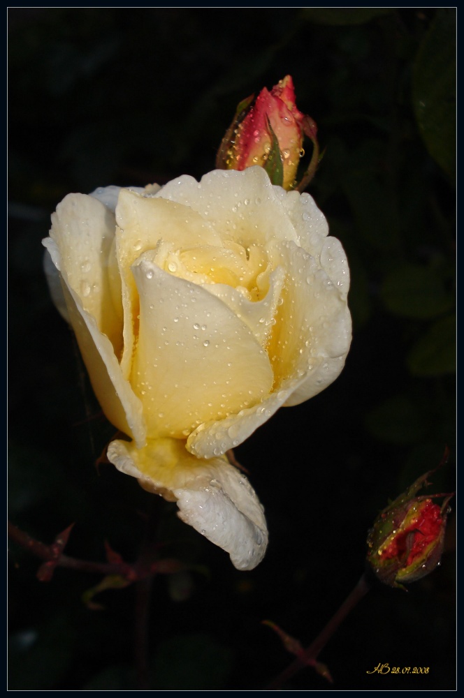 photo "Yellow Rose" tags: macro and close-up, nature, flowers