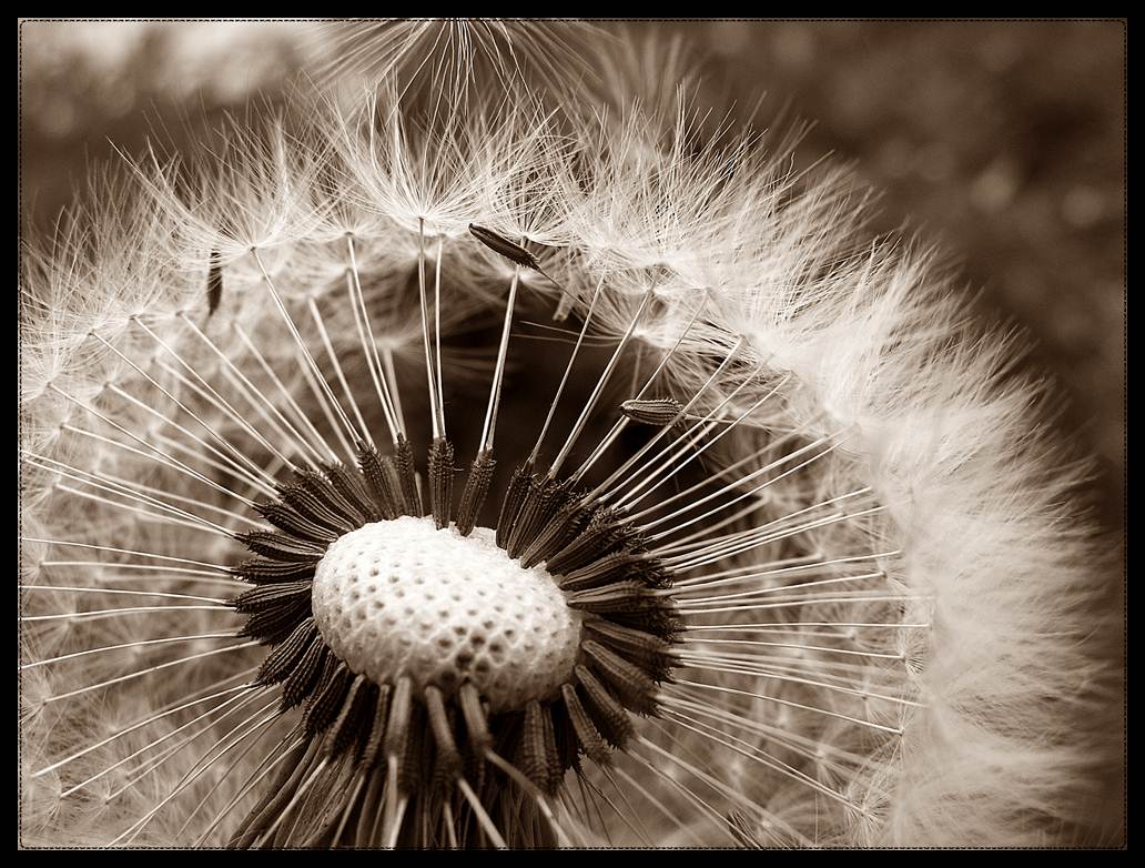 photo "Bloom" tags: nature, macro and close-up, flowers