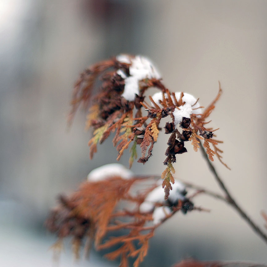 photo "Nemir" tags: , 
