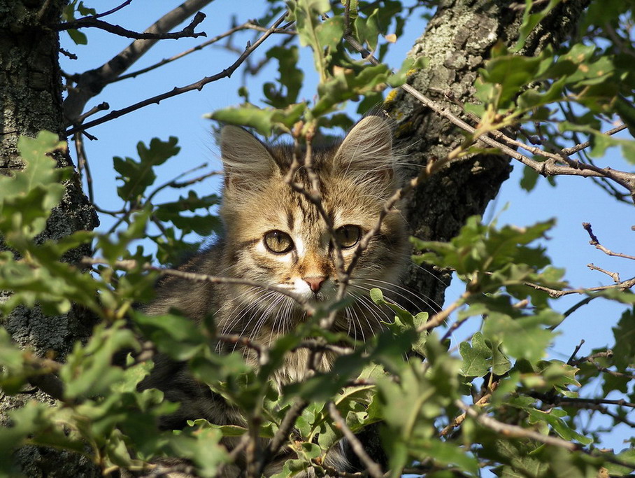 photo "***" tags: nature, pets/farm animals