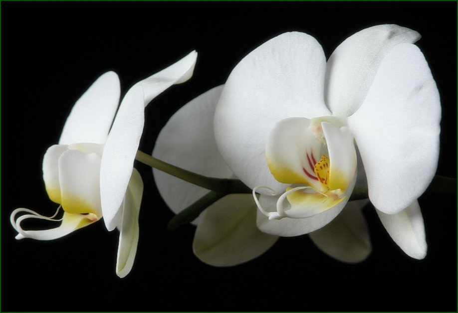 photo "moth orchid" tags: nature, flowers