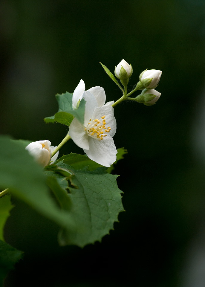 photo "***" tags: nature, flowers