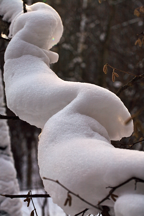 photo "Snow Erotic" tags: landscape, forest, winter