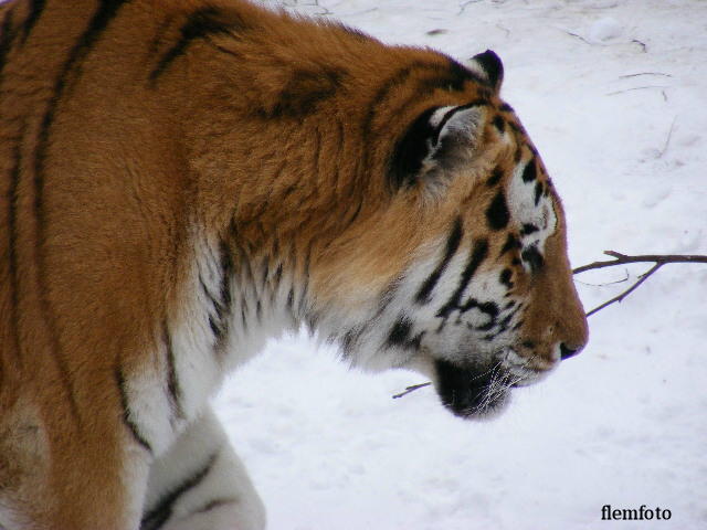 photo "Amur." tags: nature, wild animals