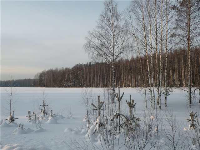 фото "На опушке леса" метки: , 
