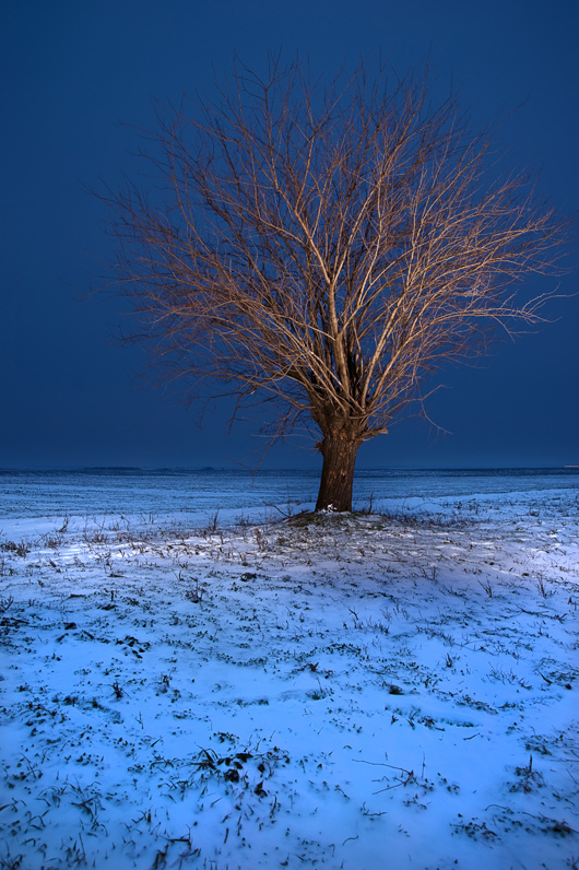 photo "Lonely tree at dusk" tags: , 