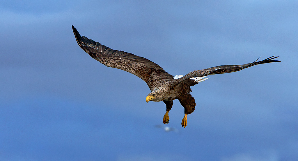 photo "White Tailed Eagle" tags: nature, wild animals