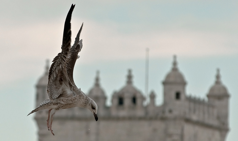 photo "SEAGULL FLIGHT" tags: landscape, nature, water, wild animals