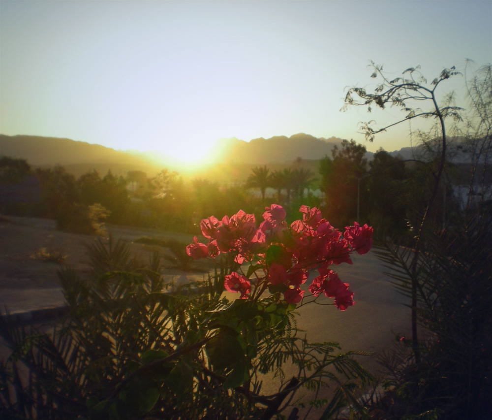 photo "***" tags: landscape, nature, flowers, sunset