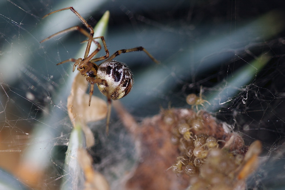 photo "***" tags: nature, insect