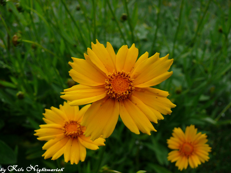 photo "***" tags: nature, flowers