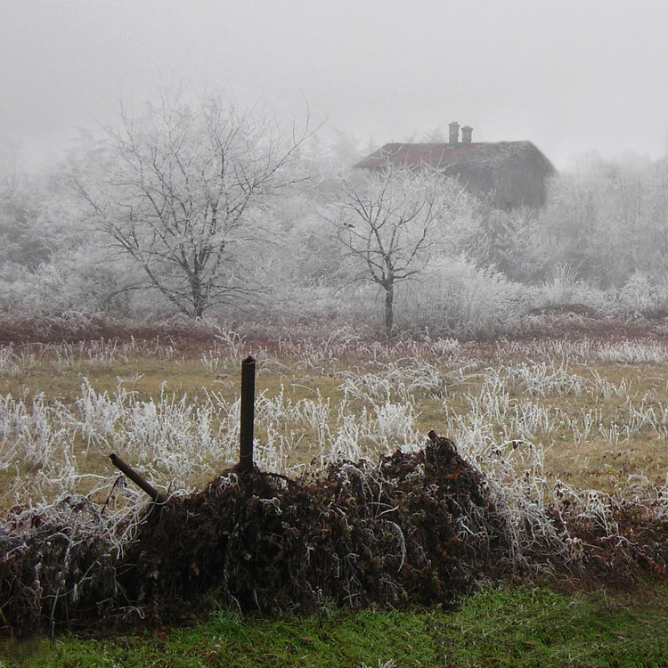 photo "***" tags: landscape, forest