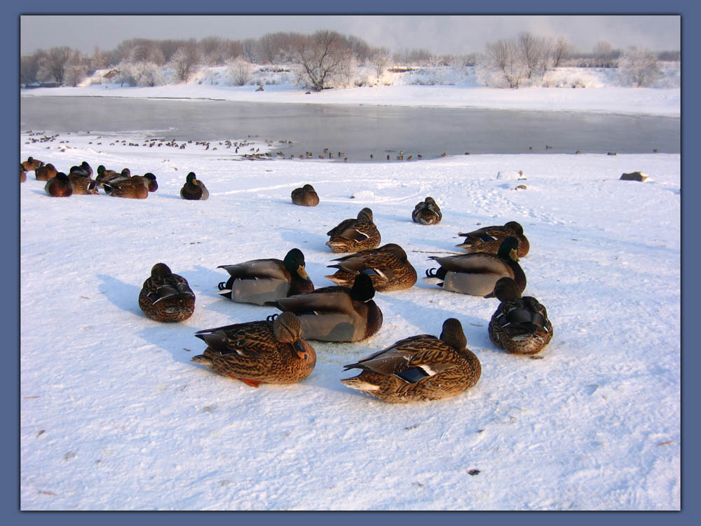 фото "Остаёмся зимовать" метки: пейзаж, природа, дикие животные, зима