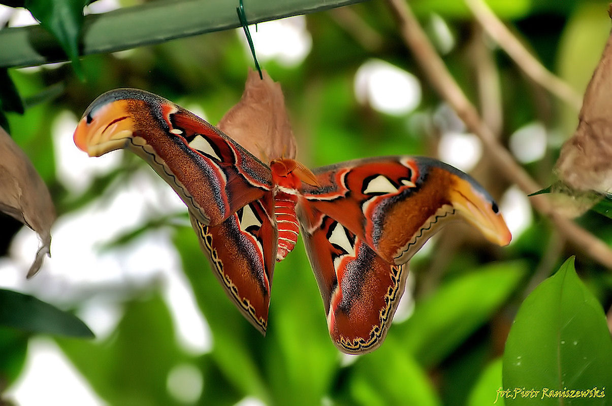 photo "***" tags: nature, insect