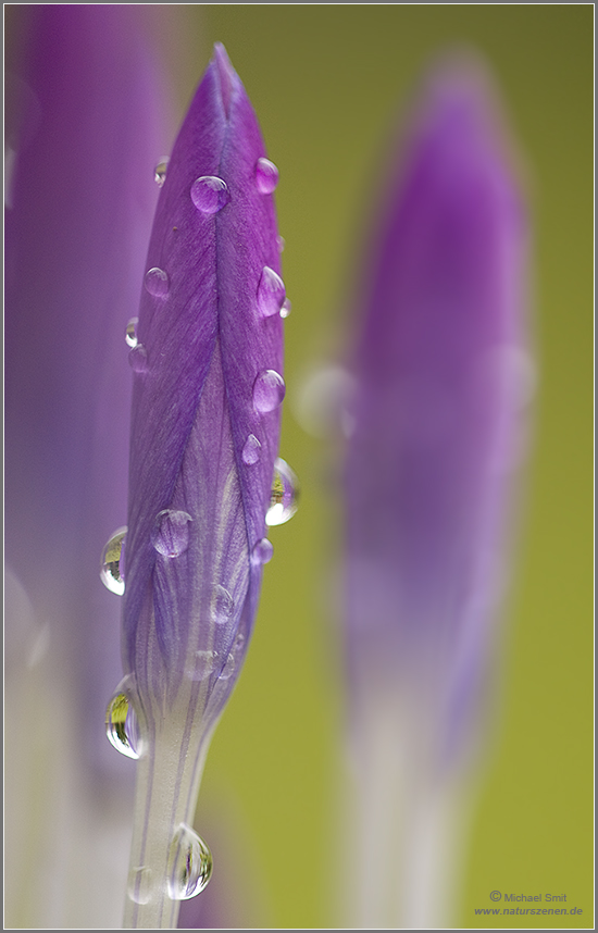 photo "Spring" tags: nature, flowers