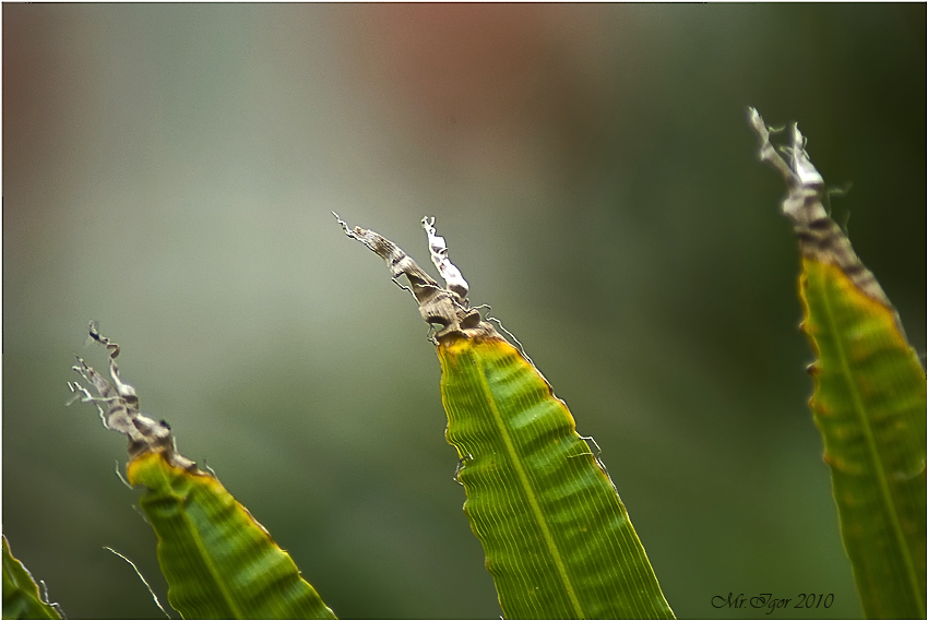 photo "Rhythm" tags: macro and close-up, nature, flowers