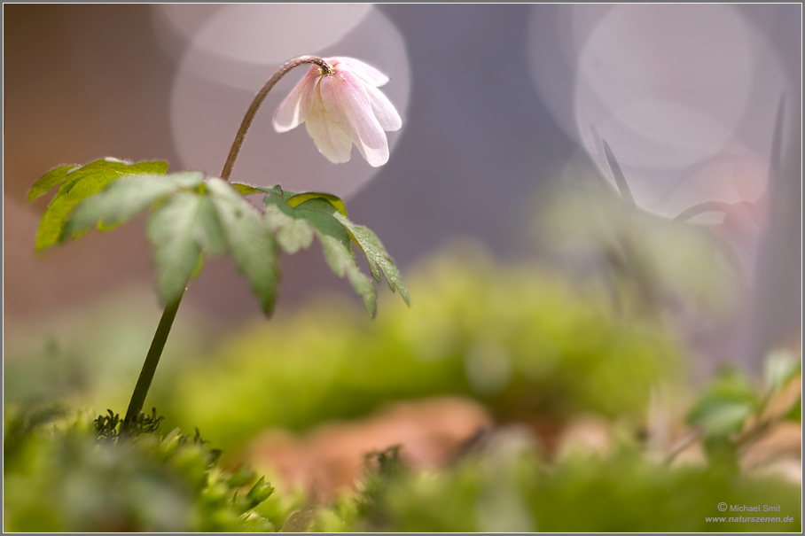 photo "Anemone" tags: nature, macro and close-up, flowers