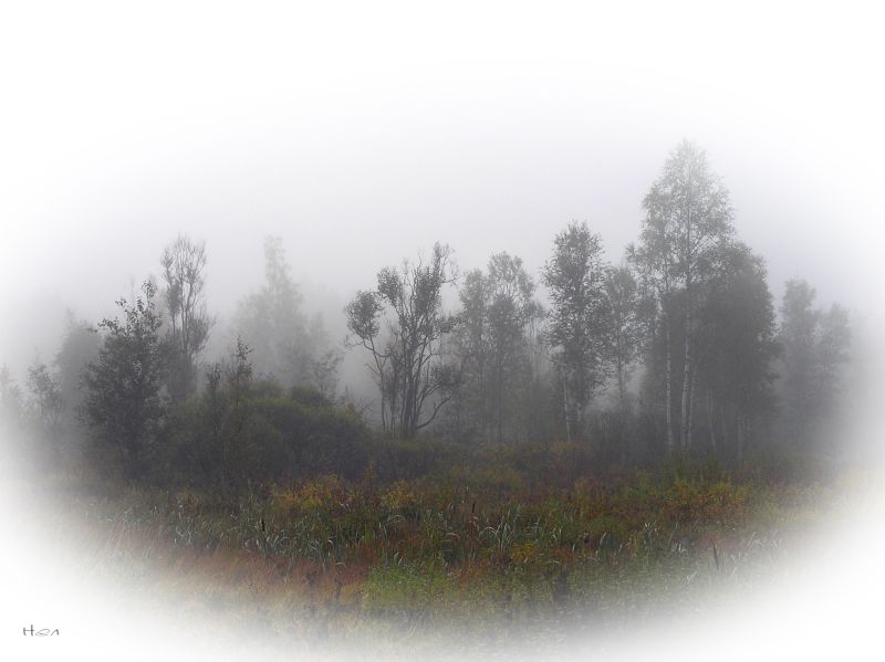 фото "как туман на рассвете чужая душа.." метки: пейзаж, лес