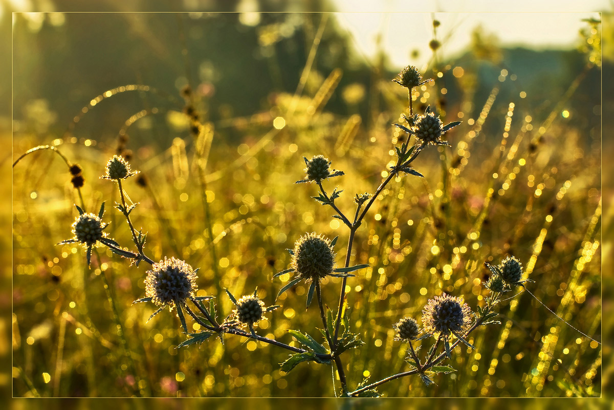 photo "***" tags: nature, macro and close-up, 