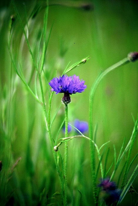 photo "***" tags: nature, flowers