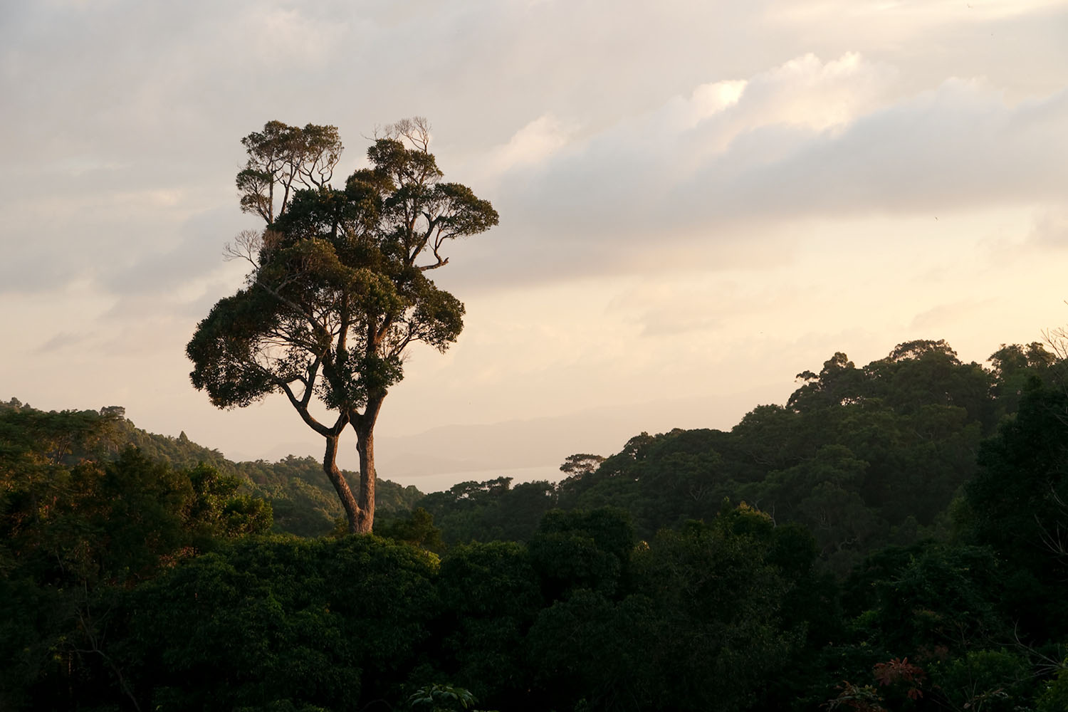 фото "The Forest Titan" метки: пейзаж, лес